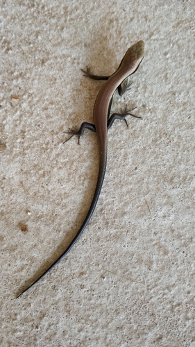 Long-tailed Sun Skink, Eutropis longicaudata