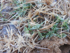 Sporobolus aculeatus