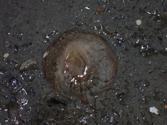 Harenactis attenuata