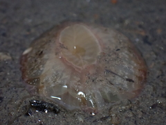 Harenactis attenuata