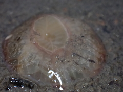 Harenactis attenuata