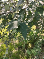 Populus alba