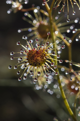 Drosera heterophylla