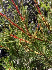 Hakea pachyphylla