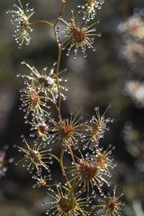 Drosera heterophylla