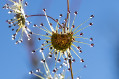 Drosera heterophylla