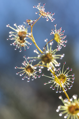 Drosera heterophylla