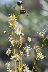 Drosera heterophylla