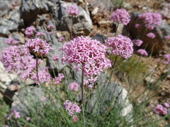 Centranthus angustifolius