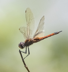 Tramea transmarina euryale