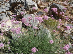 Centranthus angustifolius