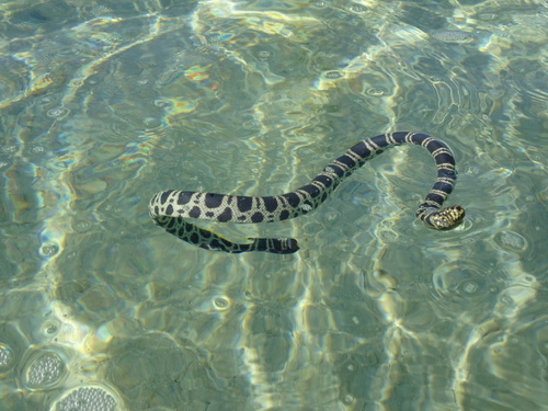 Olive-headed Sea Snake