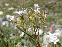 Valeriana montana