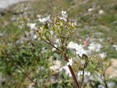 Valeriana montana