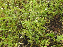 Heliotropium marifolium