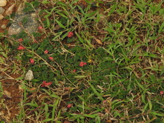 Indigofera linnaei