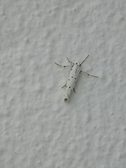 Myelois circumvoluta