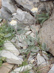 Achillea nana