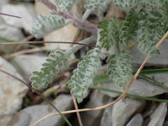 Achillea nana
