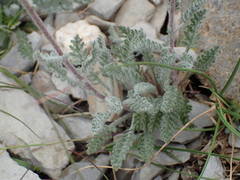 Achillea nana