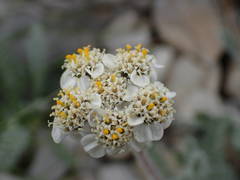 Achillea nana