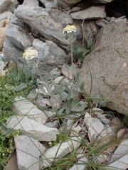 Achillea nana