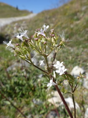 Valeriana montana