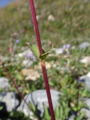Valeriana montana