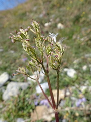 Valeriana montana