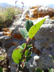 Cotoneaster integerrimus
