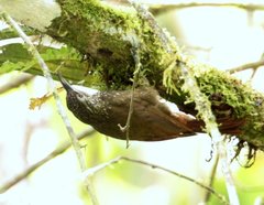 Xiphorhynchus triangularis