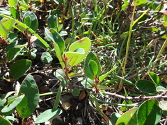 Cotoneaster integerrimus