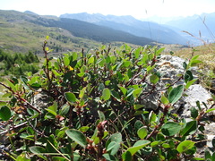 Cotoneaster integerrimus
