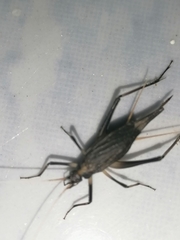 Meloimorpha japonica