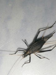 Meloimorpha japonica