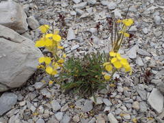 Erysimum humile