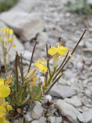 Erysimum humile