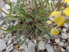 Erysimum humile