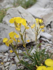 Erysimum humile