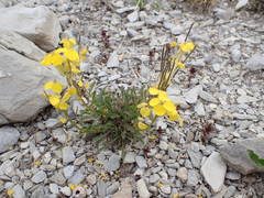 Erysimum humile