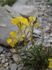Erysimum humile