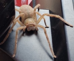 Neosparassus salacius