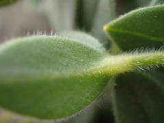 Cerastium latifolium