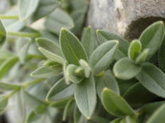Cerastium latifolium