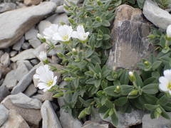 Cerastium latifolium