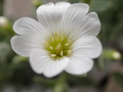 Cerastium latifolium