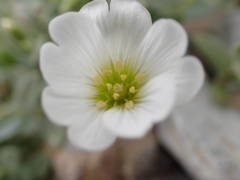 Cerastium latifolium