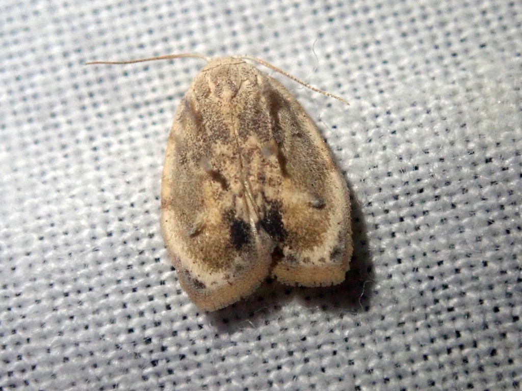 Tospitis diversus