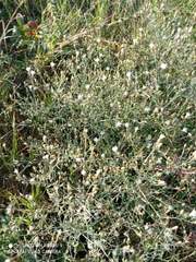 Centaurea virgata squarrosa