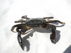 Pachygrapsus marmoratus